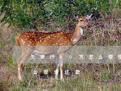 欠银行40万怎么慢慢还-欠银行40万怎么慢慢还款