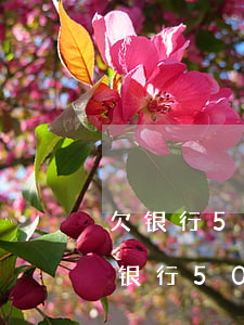 欠银行5000块钱一年没还会坐牢吗-欠银行5000块钱一年没还会坐牢吗知乎
