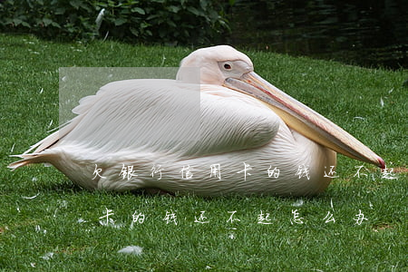 欠银行信用卡的钱还不起的后果(欠银行信用卡的钱还不起怎么办)