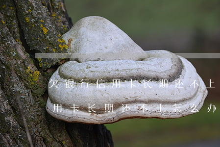 欠银行信用卡长期还不上怎么办-欠银行信用卡长期还不上怎么办呢