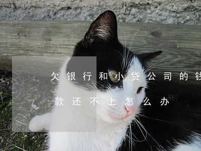 欠银行和小贷公司的钱还不上(公司欠银行贷款还不上怎么办)