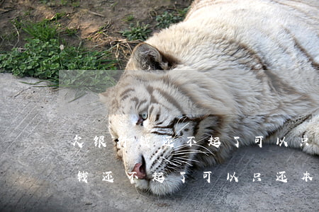 欠银行钱还不起了可以只还本金吗?-欠银行钱还不起了可以只还本金吗怎么办