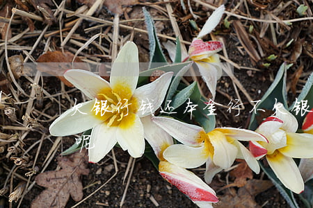 欠银行钱还本金行不(欠银行钱还本金行不行呢)