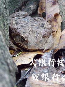 欠银行钱银行会打电话给其家人吗-欠银行钱银行会打电话给其家人吗怎么办
