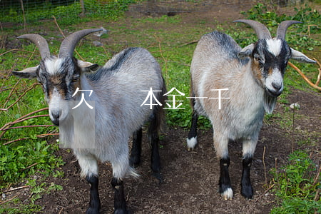 欠閃銀本金一千沒還(閃銀要還嗎)