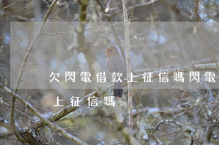 欠閃電借款上征信嗎(閃電借款會(huì)上征信嗎)