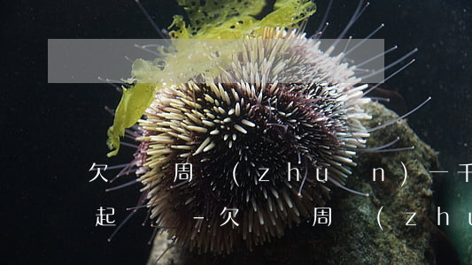 欠閃電周轉(zhuǎn)一千塊可以立案起訴嗎-欠閃電周轉(zhuǎn)一千塊可以立案起訴嗎多少錢