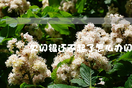 欠闪银还不起了怎么办(闪银欠款两年多)