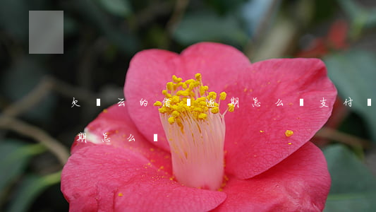 欠馬云的借唄逾期怎么辦(支付寶借唄欠了逾期怎么辦)