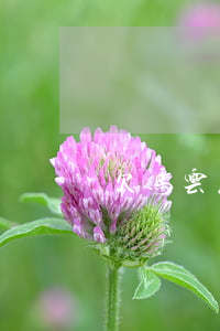 欠马云花呗还用还吗(欠马云花呗还用还吗)