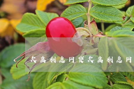 欠高利息网贷(欠高利息网贷不还款妙招)