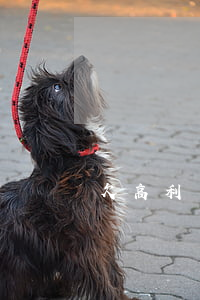 欠高利網(wǎng)貸還不起怎么辦
