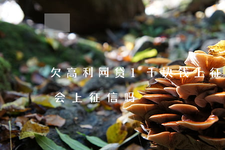 欠高利网贷1千块钱上征信吗(欠网贷两千多会上征信吗)