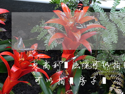 欠高利貨法院可以拍賣房子嗎(欠高利貨法院可以拍賣房子嗎)