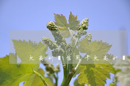 欠高利貸 信用卡(欠高利貸 信用卡)