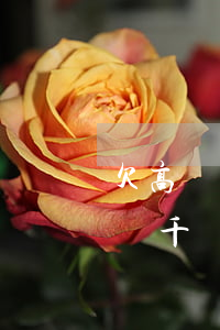 欠高額網(wǎng)貸我該怎么掙錢(欠了幾千塊錢網(wǎng)貸怎么辦)