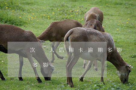 次貸人信用卡逾期多影響 次貸人信用卡逾期多影響