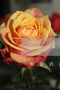 欺诈消费者的赔偿标准