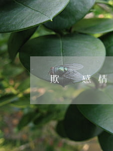 欺騙感情可以去法院嗎(感情欺騙需要判刑嗎)