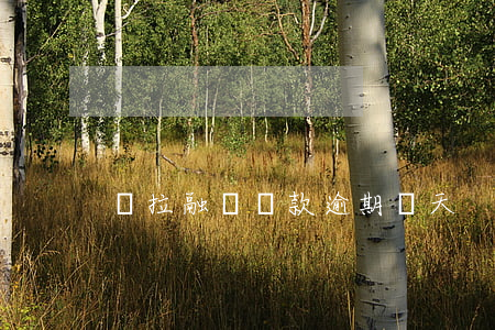 歐拉融資貸款逾期幾天