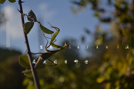 歐盟商標(biāo)注冊(cè)的好處及流程有哪些