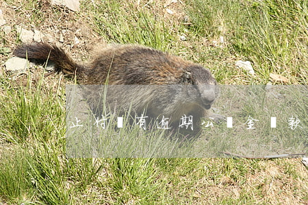 止付沒有逾期公積金貸款