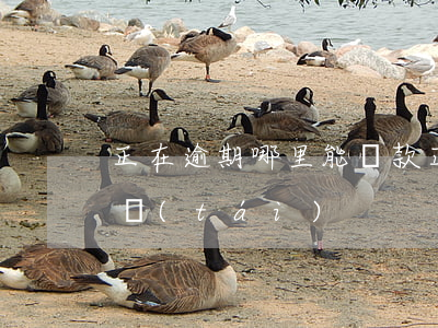正在逾期哪里能貸款(正在逾期有什么貸款平臺(tái))