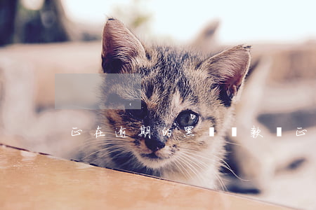 正在逾期的黑戶貸款嗎(正在逾期屬于黑戶嗎)