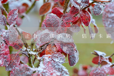 正在還款的房貸信用卡逾期 正在還款的房貸信用卡逾期了