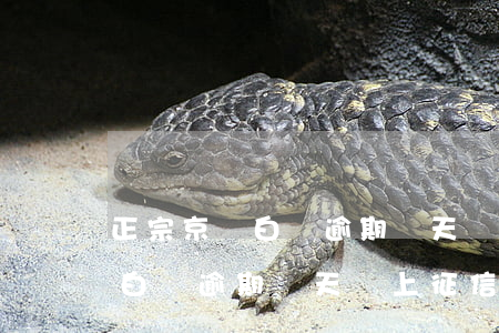 正宗京東白條逾期幾天會上征信-正宗京東白條逾期幾天會上征信嗎