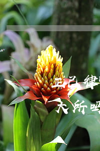 正己律师事务所是大所吗(正己律师事务所是大所吗)