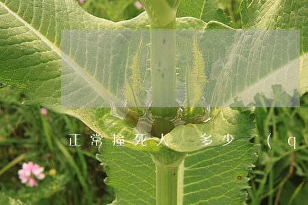 正常撞死人賠多少錢(qián)