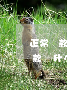 正常還款為什么當前暫無借唄額度-正常還款為什么當前暫無借唄額度呢