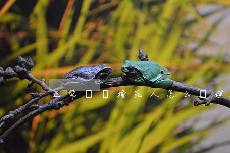 正常開車撞死人怎么處理