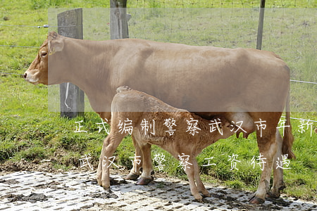 正式编制警察武汉市年新崭多少个月多少钱(武汉市警察工资待遇)