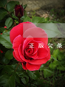 正版欠条是怎样打的(正规有效的欠条怎么打)