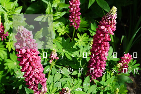 正規(guī)借條怎樣寫才有法律效力模板(合法的借條怎么寫模板)