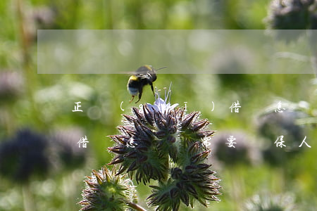 正規(guī)借條怎樣寫(正規(guī)借條怎樣寫需要擔保人嗎)