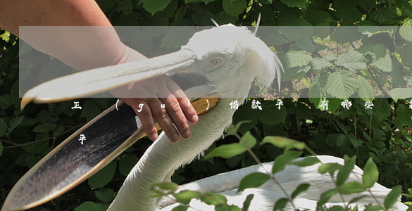 正規(guī)借款平臺有哪些(貸款有哪些平臺)