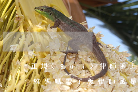 正規(guī)律師函上會(huì)有二維碼嗎(電子版律師函是真的嗎)