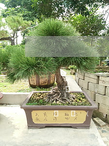 正規(guī)欠條咋打(正規(guī)欠條應(yīng)該怎么打)