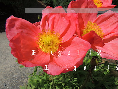 正規(guī)欠條應(yīng)該怎么寫(正規(guī)欠條應(yīng)該怎么寫)