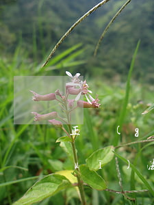 正規(guī)法律有效借條格式(正規(guī)法律有效借條格式)