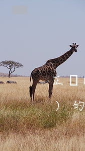 正規(guī)的借條怎么打(正規(guī)的借條怎么打受法律保護)