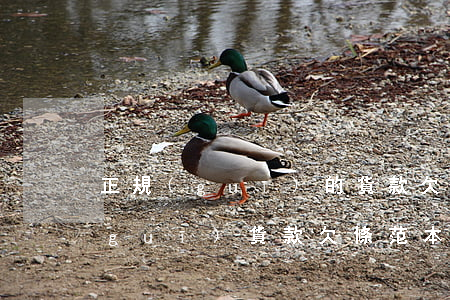 正規(guī)的貨款欠款合同范本(正規(guī)貨款欠條范本)