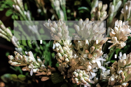 正規(guī)網(wǎng)貸逾期會(huì)爆照片嘛(網(wǎng)貸逾期多久)