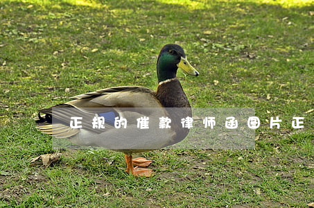 正规的催款律师函图片(正规的催款律师函)