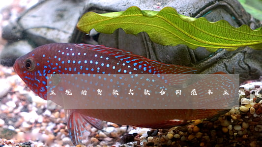 正规的货款欠款合同范本(正规货款欠条范本)