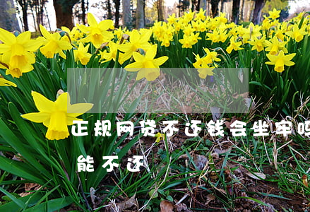正规网贷不还钱会坐牢吗(不正规的网贷能不能不还)