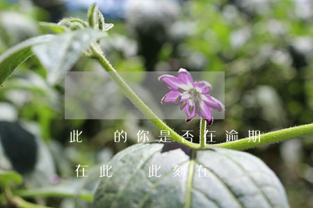此時的你是否在逾期邊緣掙扎著-你是否會在此時此刻在線